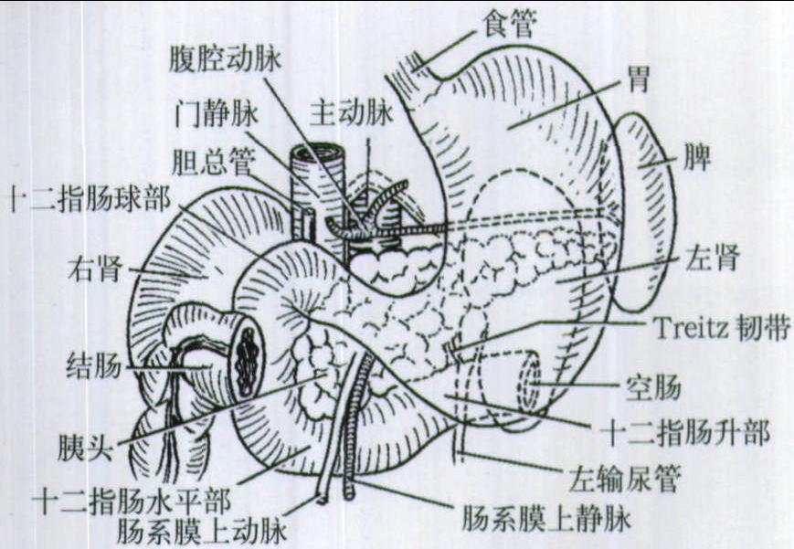 3.1 十二指腸的解剖